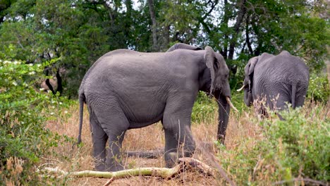 Elefante-Macho-Juvenil-Entre-La-Vegetación-Y-Su-Madre-En-El-Fondo,-Reserva-De-Ngorongoro-En-Tanzania,-Tiro-Estable-De-Mano