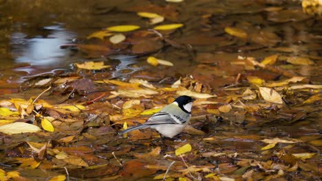 Japanischer-Tit-Vogel-Trinkwasser-Aus-Seichtem-Bach-Mit-Herbstfalenblättern