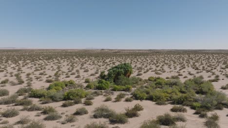 Drone-Shot-of-Desert-Oasis-in-Middle-of-Dry-Desert-in-Southwestern-US,-Gorgeous-Green-Trees-Among-the-Sand