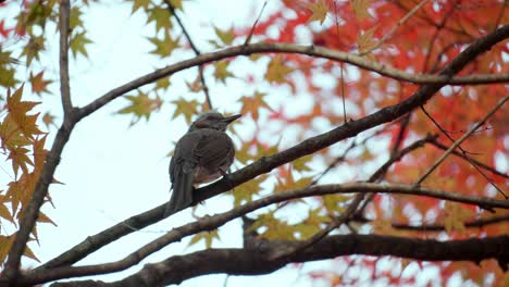 Asian-Brown-eared-Bulbul,-Chestnut-eared-Bulbul-Bird-Perched-on-Maple-Tree-Branch