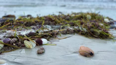 Seaweed-and-shells-washed-up-on-beach-shore-after-Hurricane-Nicole-in-St