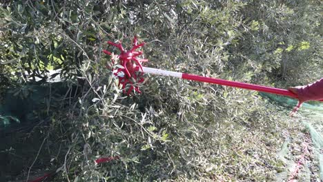 A-farmer-using-a-tool-to-harvest-olives