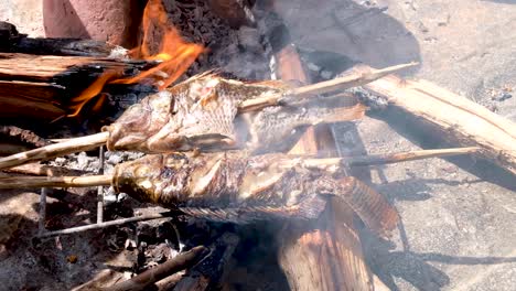 Freshly-caught-freshwater-fish-over-fire,-fishes-on-skewers,-campfire-outdoors-with-hot-coals-and-flames,-preparing-dinner-in-the-wilderness