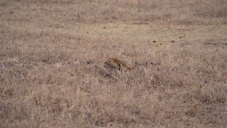 Thomson's-gazelle-newborn-calf-standing-up-in-the-grasslands-of-Ngorongoro-preserve-Africa,-Medium-handheld-shot