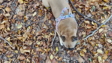 Overhead-Aufnahme-Eines-Frenchie-Hundes,-Der-Sich-Im-Herbst-Von-Gefallenen-Blättern-Und-Wäldern-Im-Wald-Ernährt