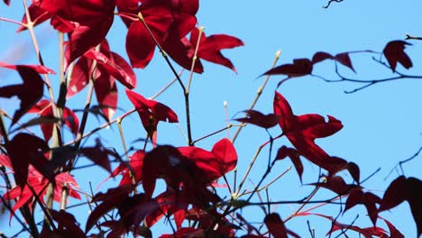 Blätter,-Die-Sich-Im-Herbst-Mit-Dem-Wind-Bewegen,-Rote-Herbstblätter-Und-Blauer-Himmel,-Thailand