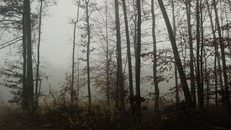 Herbstwald-An-Einem-Nebligen-Tag,-Schwenk