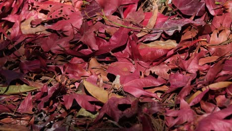 Eine-Aufnahme-Dieser-Abgefallenen-Blätter,-Während-Sich-Insekten-Bewegen-Und-Schatten-Spielen,-Rote-Herbstblätter-Auf-Dem-Boden,-Thailand