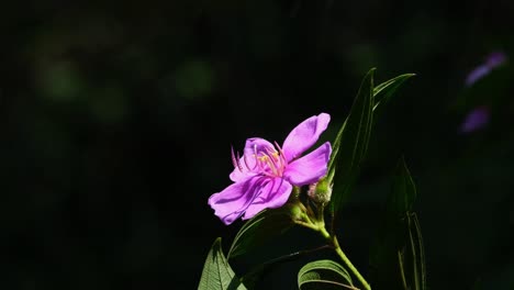 Una-Abeja-Se-Acerca-Para-Tomar-Un-Poco-De-Néctar-Y-Luego-Se-Va-Volando,-Flor-Silvestre-Rosa,-Tailandia