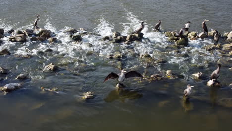 Black-cormorants-in-the-river