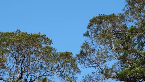 Zweige-Von-Bäumen,-Die-Sich-Mit-Dem-Wind-Bewegen,-Mit-Blauem-Himmel-Im-Hintergrund,-Bäumen-Und-Blauem-Himmel,-Thailand