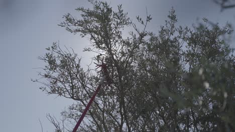 A-harvesting-rod-reaching-high-into-the-olive-groves-to-shake-down-fresh-olives