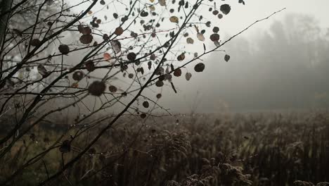 Autumn,-brown-leaves-on-branches-on-foggy-day-in-forest,-slow-motion