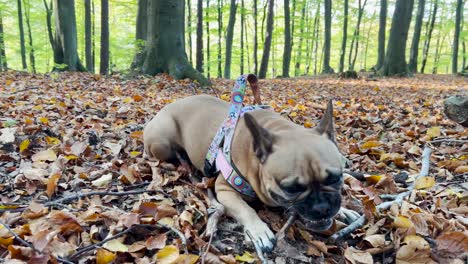 Französische-Bulldogge-An-Der-Leine,-Die-Auf-Wäldern-Auf-Dem-Waldboden-Mit-Gefallenen-Herbstblättern-Beißt