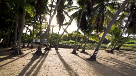 Costa-Rica-palm-tree-natural-jungle-on-sandy-ocean-beach-with-sunshine