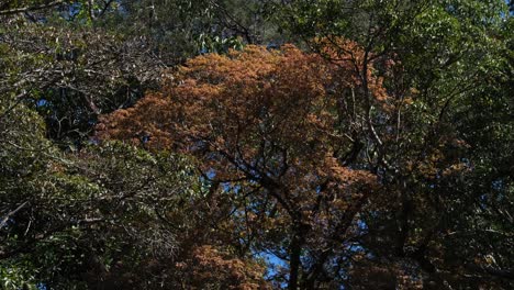 Trees-turning-to-warm-colors-during-autumn,-Trees-and-Blue-Sky,-Thailand