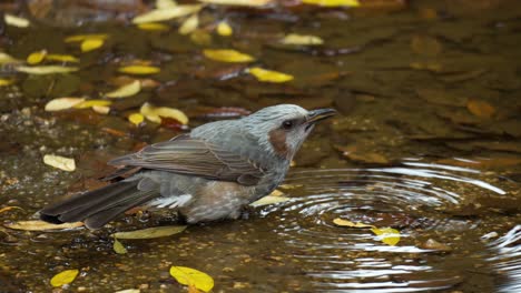 Brown-eared-Bulbul-Drinking-Water-On-The-Bank-of-Shallow-Stream-in-Autumn-Park