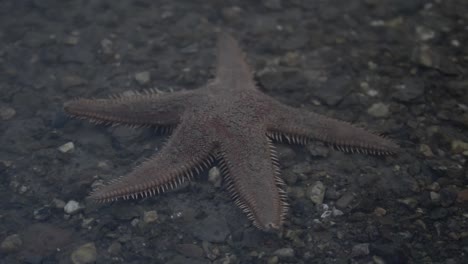 Starfish-sits-in-shallow-water