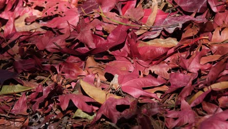 Ein-Zoom-Aus-Abgefallenen-Blättern-Auf-Dem-Boden-Im-Herbst,-Rote-Herbstblätter-Auf-Dem-Boden,-Thailand