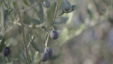 Close-up-of-black-olives-growing-on-an-olive-branch-at-the-farm