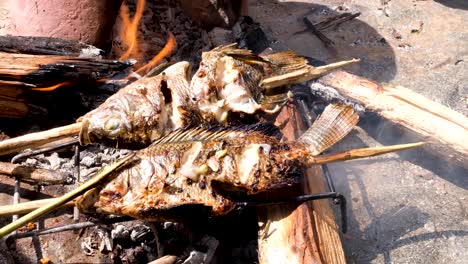 Turning-freshwater-fish-on-wooden-skewer-cooking-over-hot-fire-and-charcoals,-campfire-grilling-catch-of-the-day-outdoors