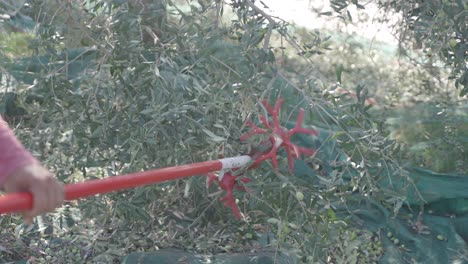 A-farmer-uses-a-net-to-catch-the-falling-olives-while-using-a-harvesting-rod