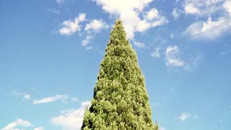 Beautiful-Single-Cypress-tree-blowing-slowly-in-wind-against-brilliant-blue-sky-with-white-clouds,-coniferous