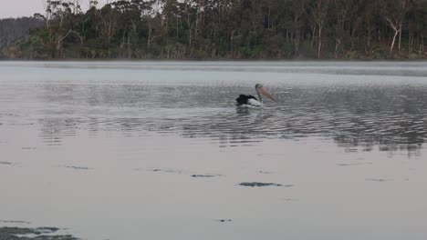 A-pelican-floating-on-the-calm-surface-of-lake-tyers-in-Australia