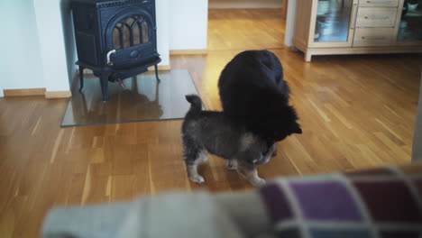 Slowmotion-tracking-shot-of-a-Finnish-Lapphund-puppy-jumping-and-playing-with-another-dog