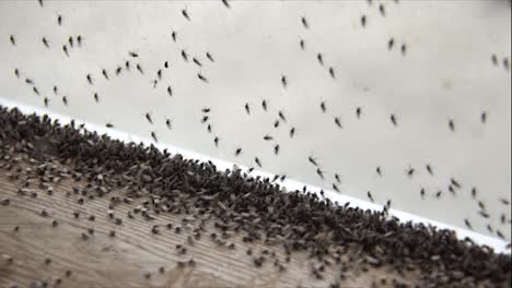 Myvatn-Mosquitos-Islandia-Pequeños-Insectos
