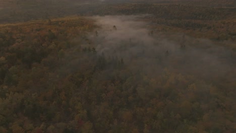 Dichter-Nebel-über-Herbstfarben-Waldlaub-Umkreist-Schuss