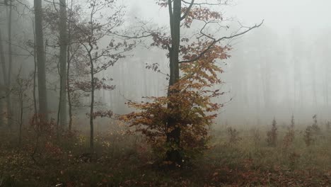 Foggy-day-in-autumn-forest,-leaves-falling-from-tree