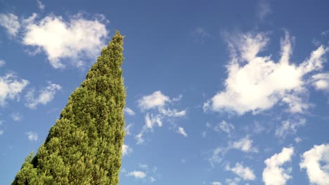 Cypress-tree-against-a-brilliant-blue-sky-with-clouds