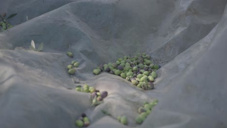 Close-up-of-harvesting-olives-as-they-fall-into-a-net-at-the-bottom-of-the-grove