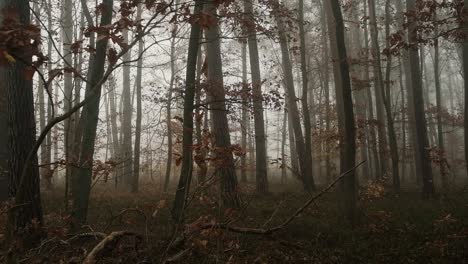 Autumn-forest-on-a-foggy-day,-panning-shot