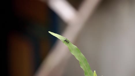 Close-up-shot-of-an-ant-on-the-green-leaf-with-blur-background---Focus-on-an-ant