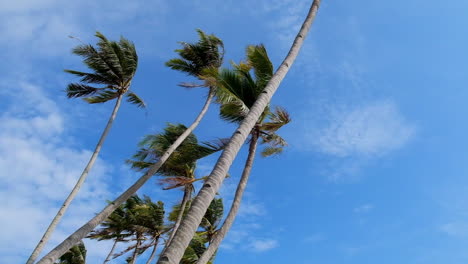 Tall-Coconut-Trees-Under-Blue-Sky-At-Paliton-Beach,-Siquijor,-Philippines