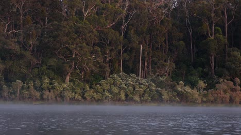 Eine-Nahaufnahme-Von-Nebel-Auf-Einem-Gippsland-See-Am-Frühen-Morgen-Mit-Dem-Australischen-Busch-Im-Hintergrund