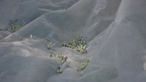 Oliven-Ernten,-Die-In-Ein-Netz-Am-Fuße-Des-Hains-Fallen