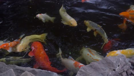 Golden-fish-swimming-at-small-pond