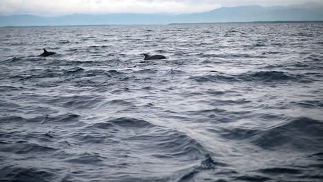 Delfinbeobachtung-In-Dumaguete,-Philippinen