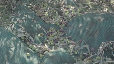 Fresh-olives-falling-into-a-net-during-harvest