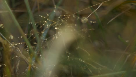 Coastal-meadow-grass-stems-covered-by-dew-droplets-moving-slowly-in-the-wind,-golden-hour-light,-idyllic-view,-closeup-shot