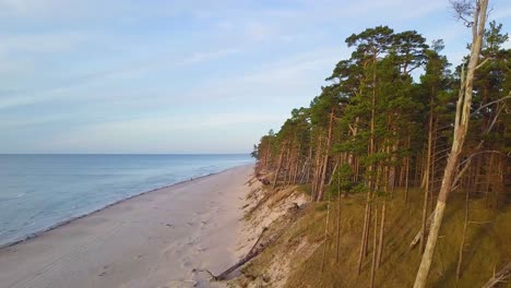 Beautiful-aerial-establishing-view-of-Baltic-sea-coast-on-a-sunny-evening,-golden-hour,-beach-with-white-sand,-coastal-erosion,-broken-pine-trees,-climate-changes,-wide-angle-drone-shot-moving-forward