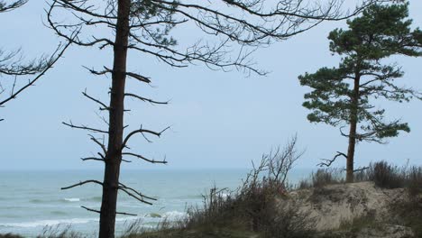 Idyllic-view-of-Baltic-sea-coastline,-steep-seashore-dunes-damaged-by-waves,-white-sand-beach,-nordic-woodland-pine-trees-in-foreground,-coastal-erosion,-climate-changes,-overcast-day,-medium-shot