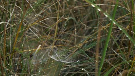 Trapping-spider-web-covered-with-morning-dew,-placed-in-meadow-between-stalks,-misty-day-on-an-autumn-meadow,-closeup-shot-with-slow-zoom