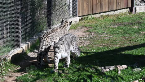 Zwei-Jaguare-Stehen-Am-Rand-Ihres-Geheges,-Säugetier-In-Einem-Zoo