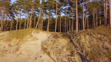 Beautiful-aerial-establishing-view-of-Baltic-sea-coast-on-a-sunny-evening,-golden-hour,-beach-with-white-sand,-coastal-erosion,-climate-changes,-broken-pine-trees,-wide-angle-drone-shot-moving-back