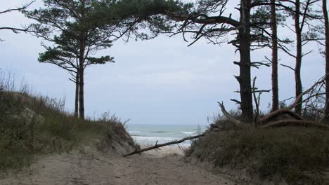 Idyllic-view-of-empty-Baltic-sea-coastline,-steep-seashore-dunes-damaged-by-waves,-white-sand-beach,-nordic-woodland-pine-trees-in-foreground,-coastal-erosion,-climate-changes,-wide-shot