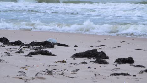 Leere-Glasflasche-Am-Strand-Mit-Trockenen-Algen,-Müll-Und-Müll-An-Einem-Leeren-Weißen-Sandstrand-Der-Ostsee,-Umweltverschmutzungsproblem,-Bewölkter-Tag,-Entfernter-Mittlerer-Schuss